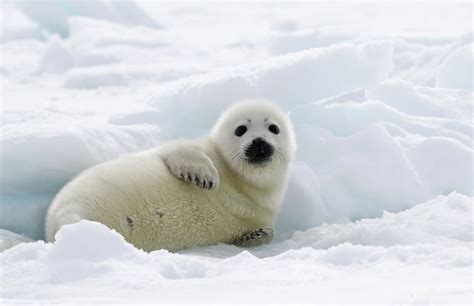  The White Seal - A Tale about a Harp Seal Pup's Quest for Identity and Belonging!